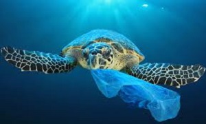 Why Should the World to Ban Single Use Plastics