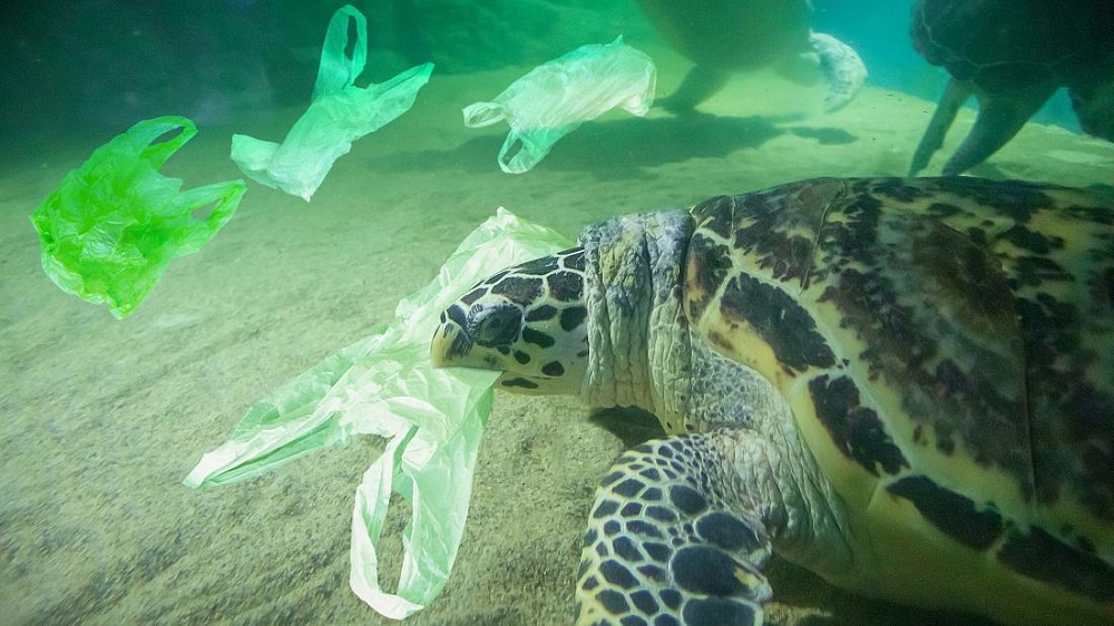 Ocean Plastic pollution