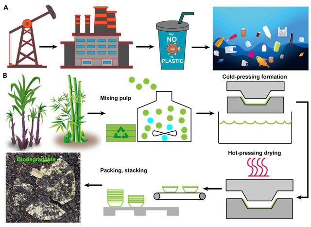 sugarcane bagasse paper cup