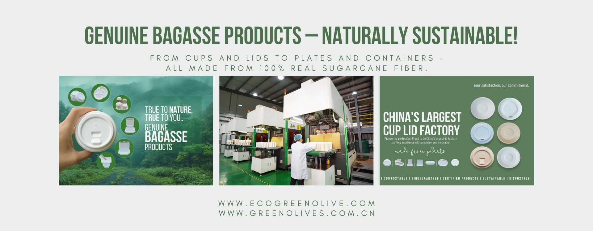 bagasse tray
